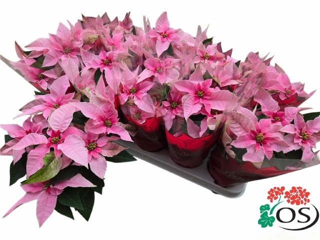 Euphor P Pri Pink 11P 30H