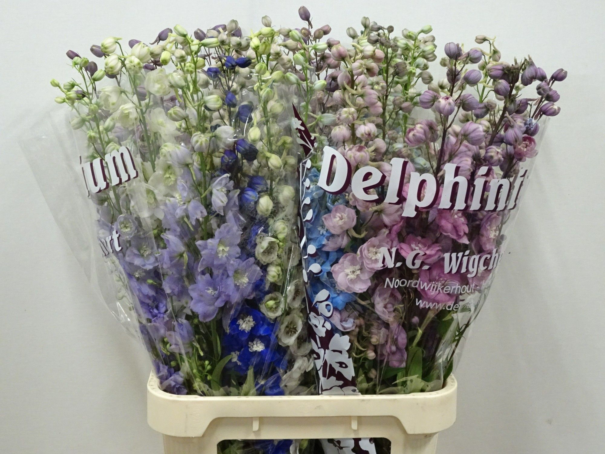 Delph Du Gem