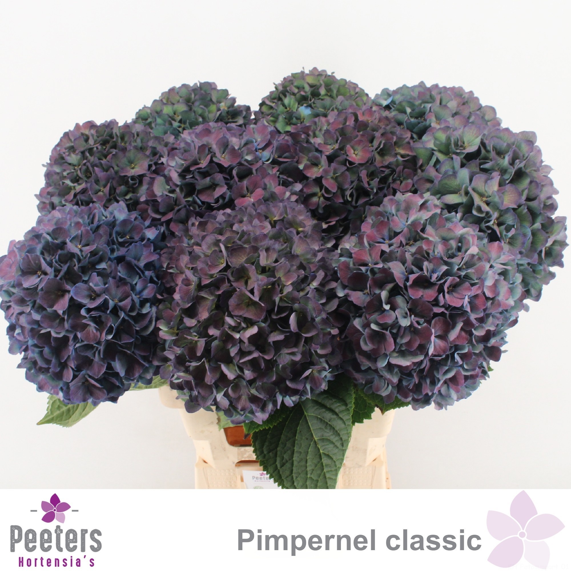Hydrangea Pimpernel Classic 60cm 22Ø