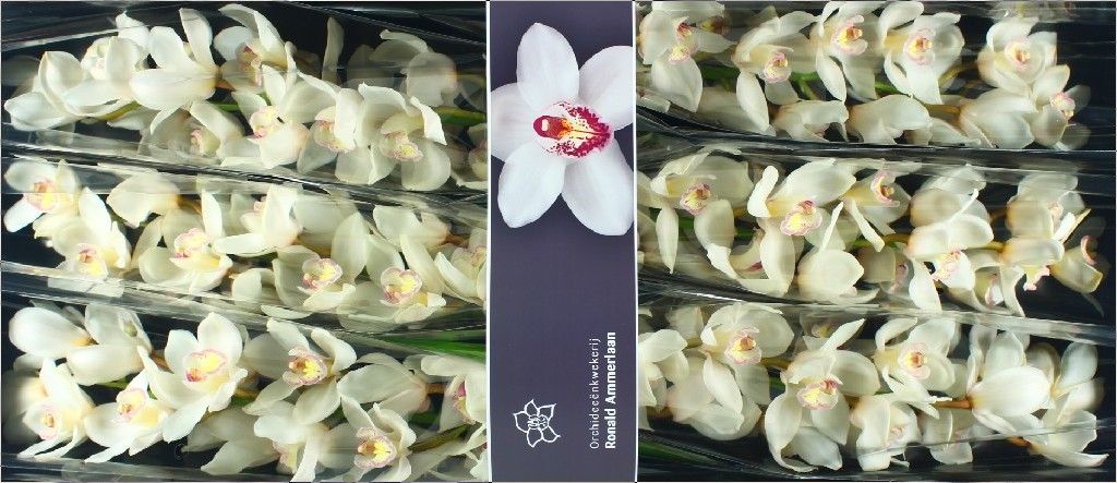 Cymbidium Antonella 80 Cm - 12/15bl