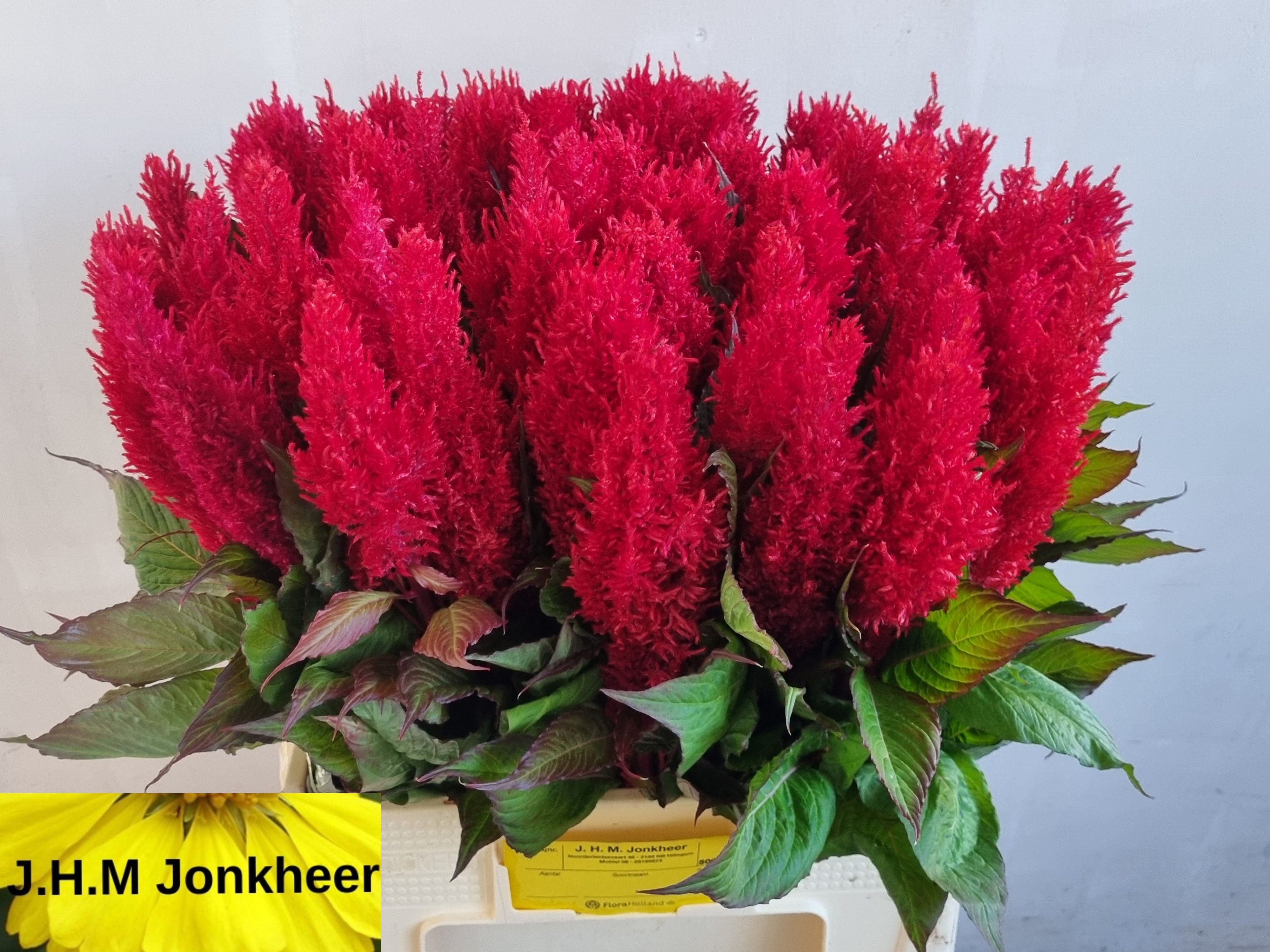 Celosia Feather Century Red 60cm