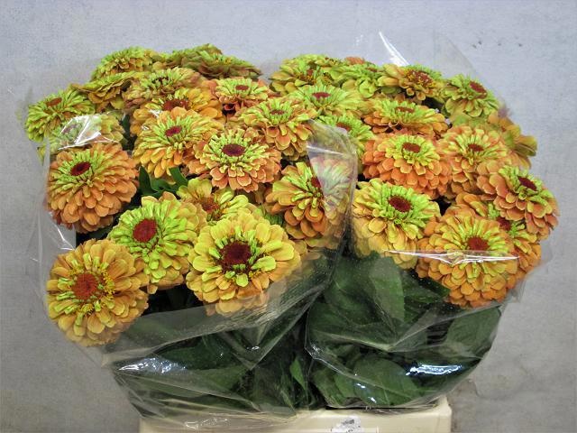 Zinnia Elegans