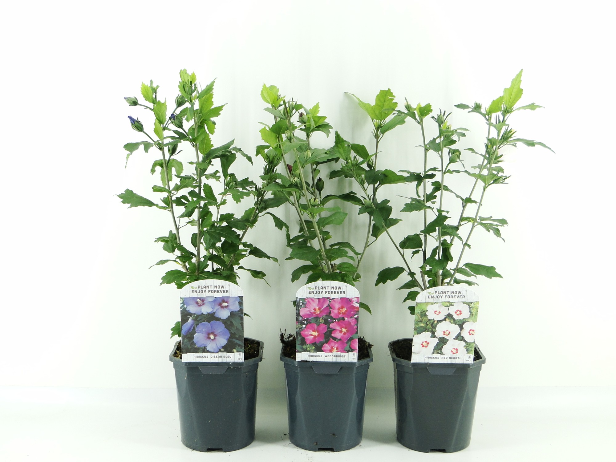 Picture of Hibiscus syriacus in varieties P17 (2 Ltr) Square