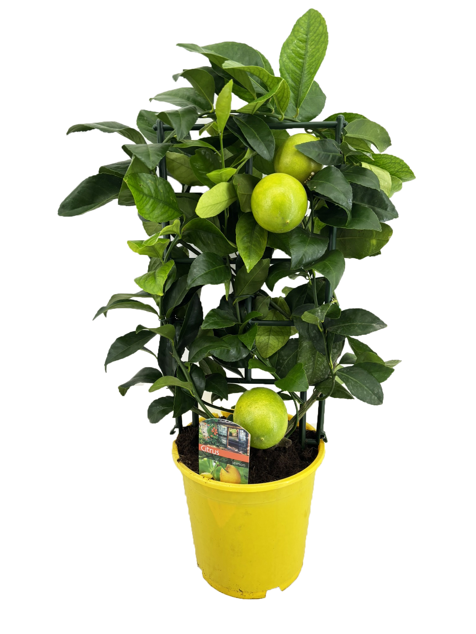 Picture of Citrus lemon P19 (3 Ltr) TRELLIS (LOOSE)