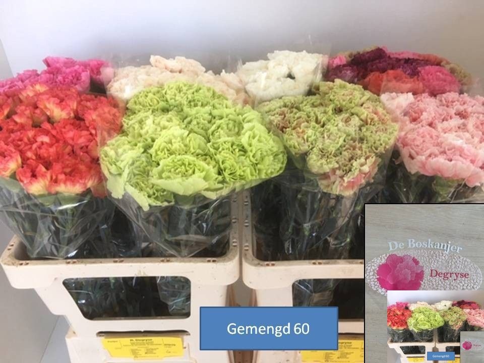 Dianthus St Mixed 60cm