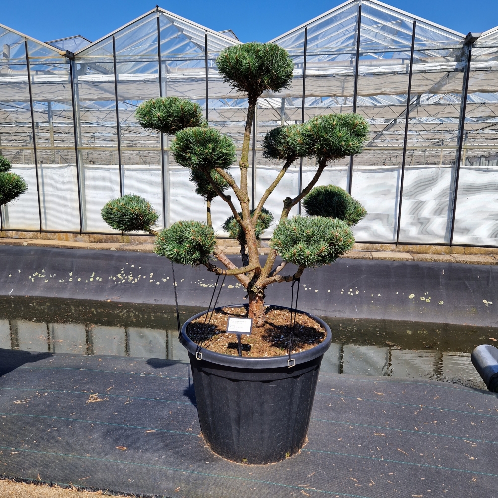 Picture of Pinus sylvestris Watereri C130 BONSAI-110/120