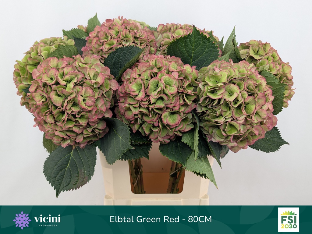 Hydrangea Elbtal Classic Pink 80cm 22Ø