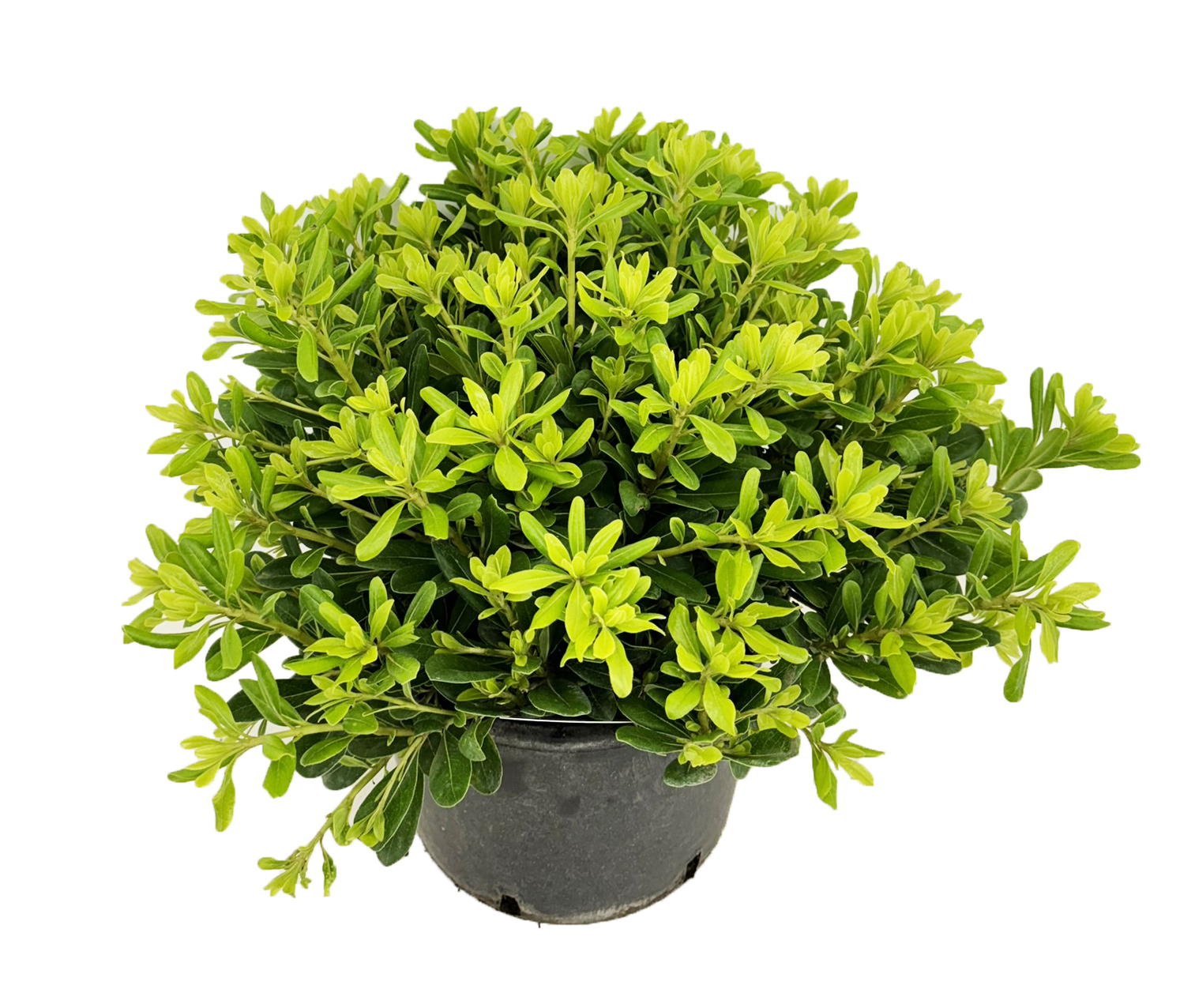 Picture of Pittosporum tobira nanum P26 (7.5 Ltr) 55CM