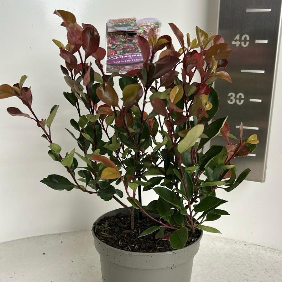 Picture of Photinia fraseri 'Little Red Robin'