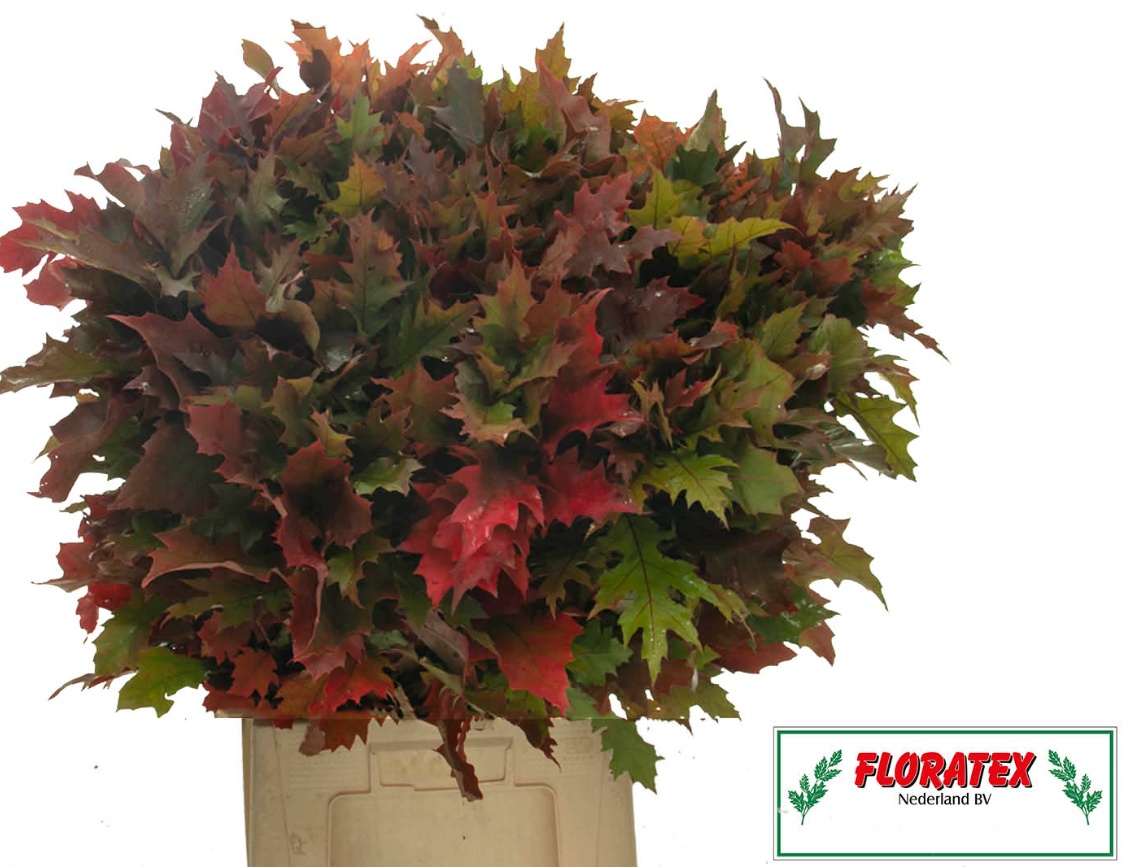 Quercus Rubra 60cm
