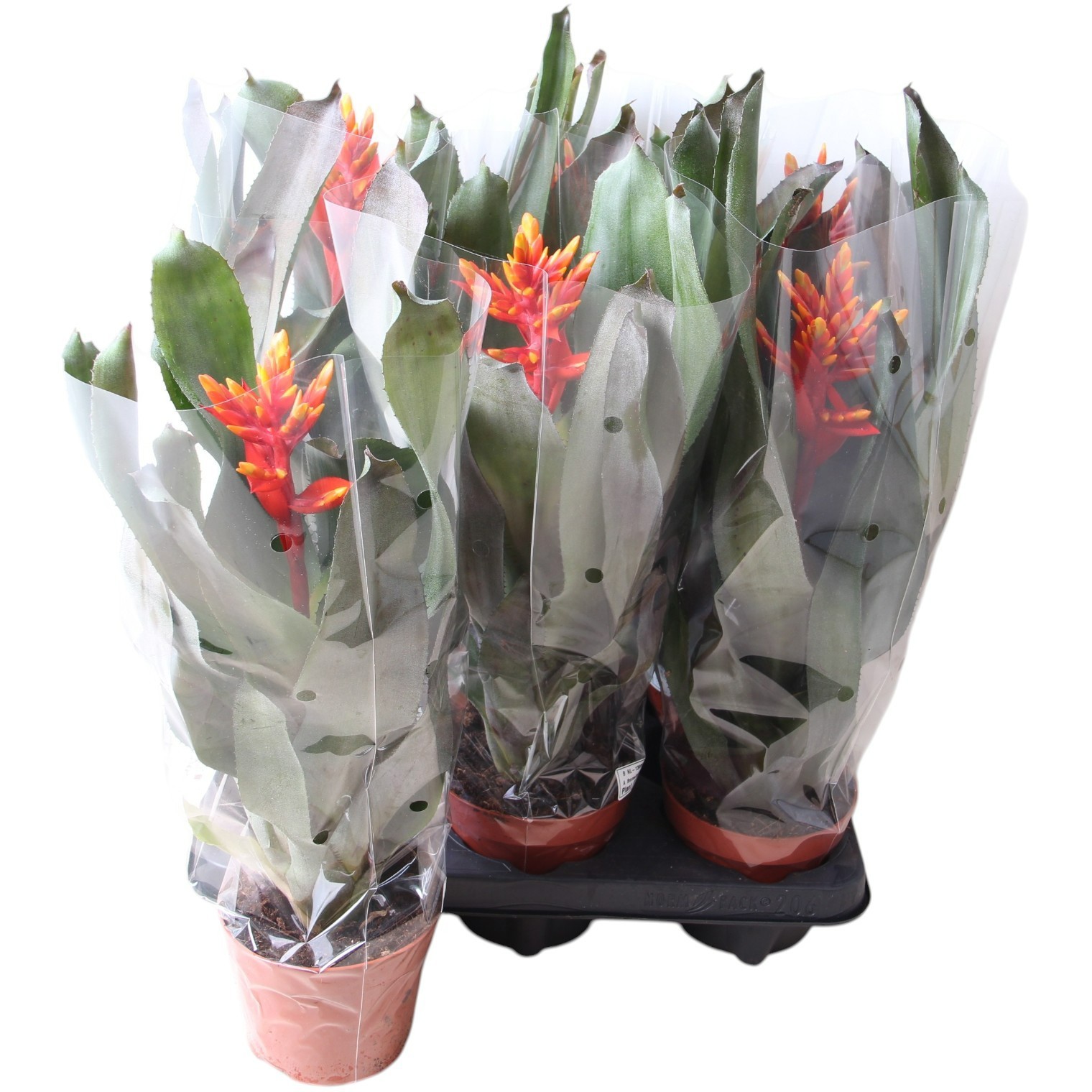 Aechmea Pepita Elegant Flames - Kokerbromelia