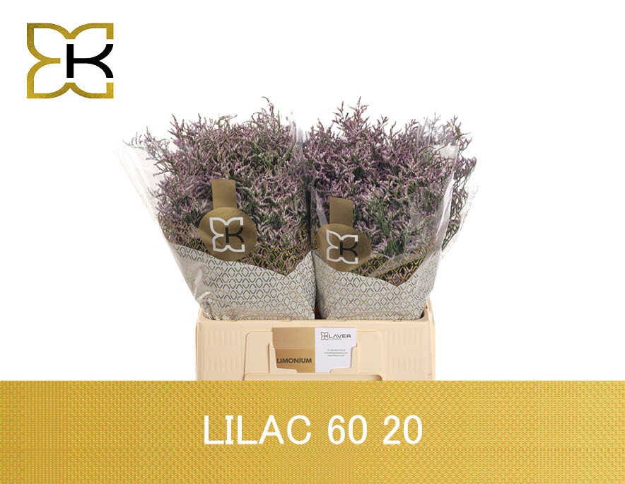 Lim Saf Lilac