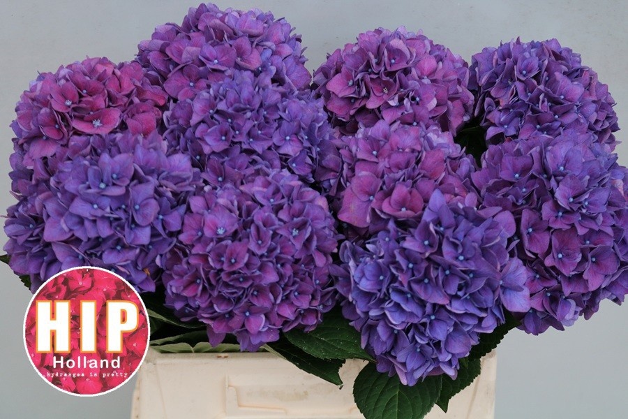 Hydrangea Rodeo Purple 40cm 14Ø