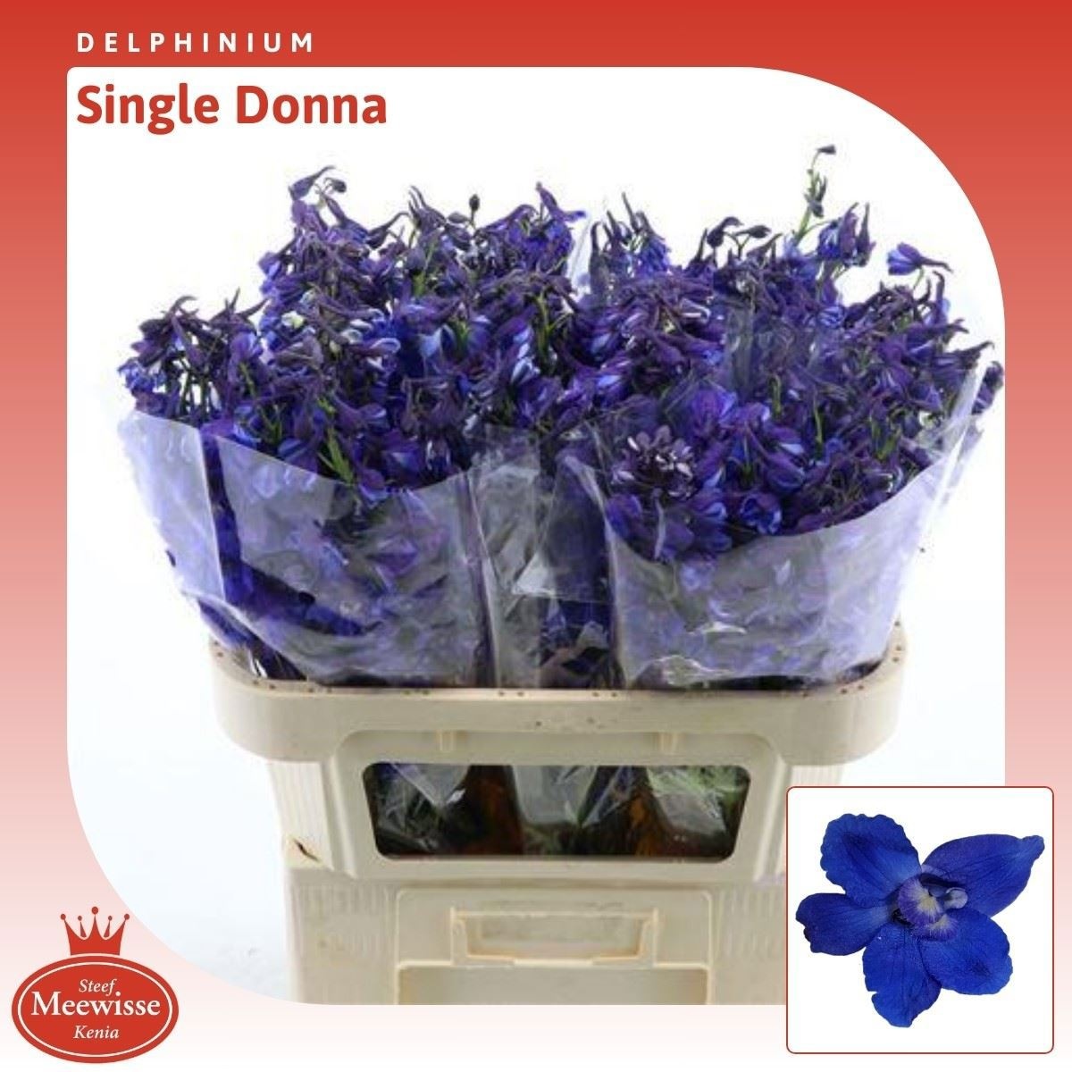 Delphinium Donna 70cm