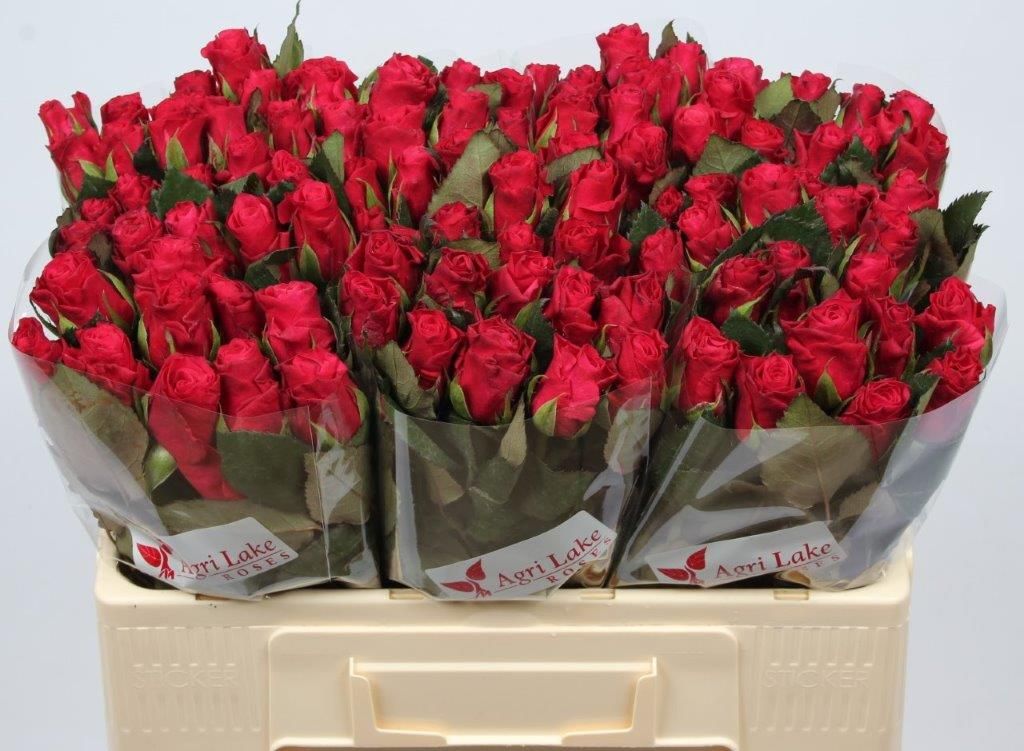 Rosa Tacazzi 50cm