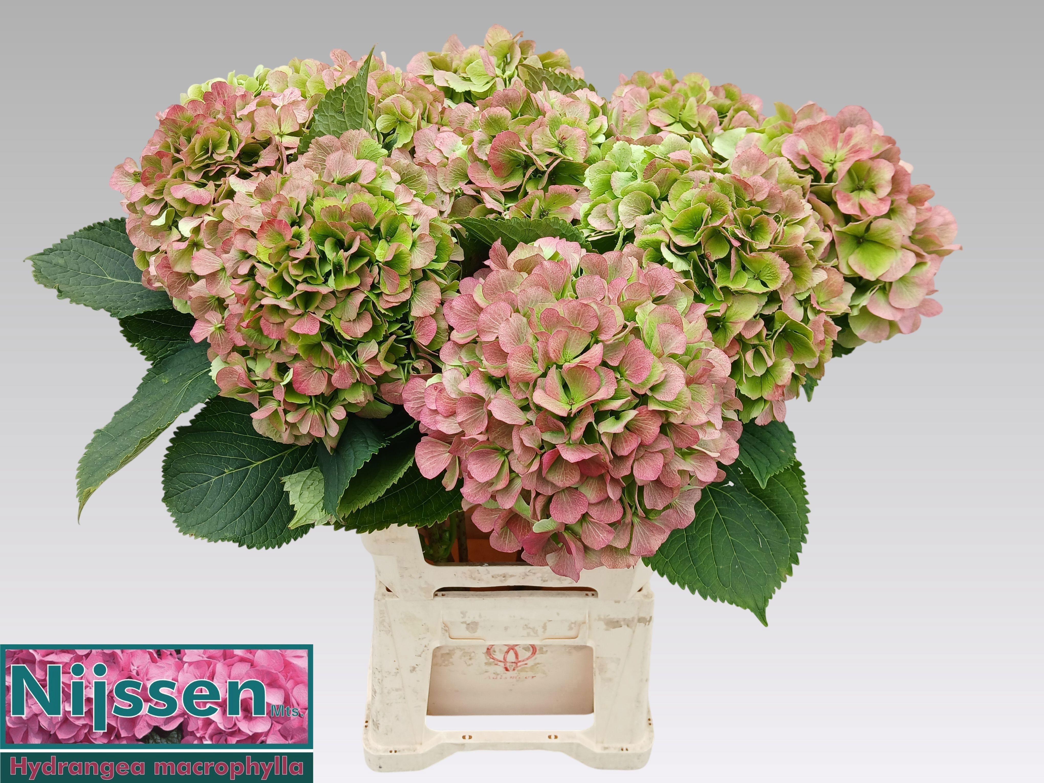 Hydrangea Verena Classic Pink 60cm 22Ø