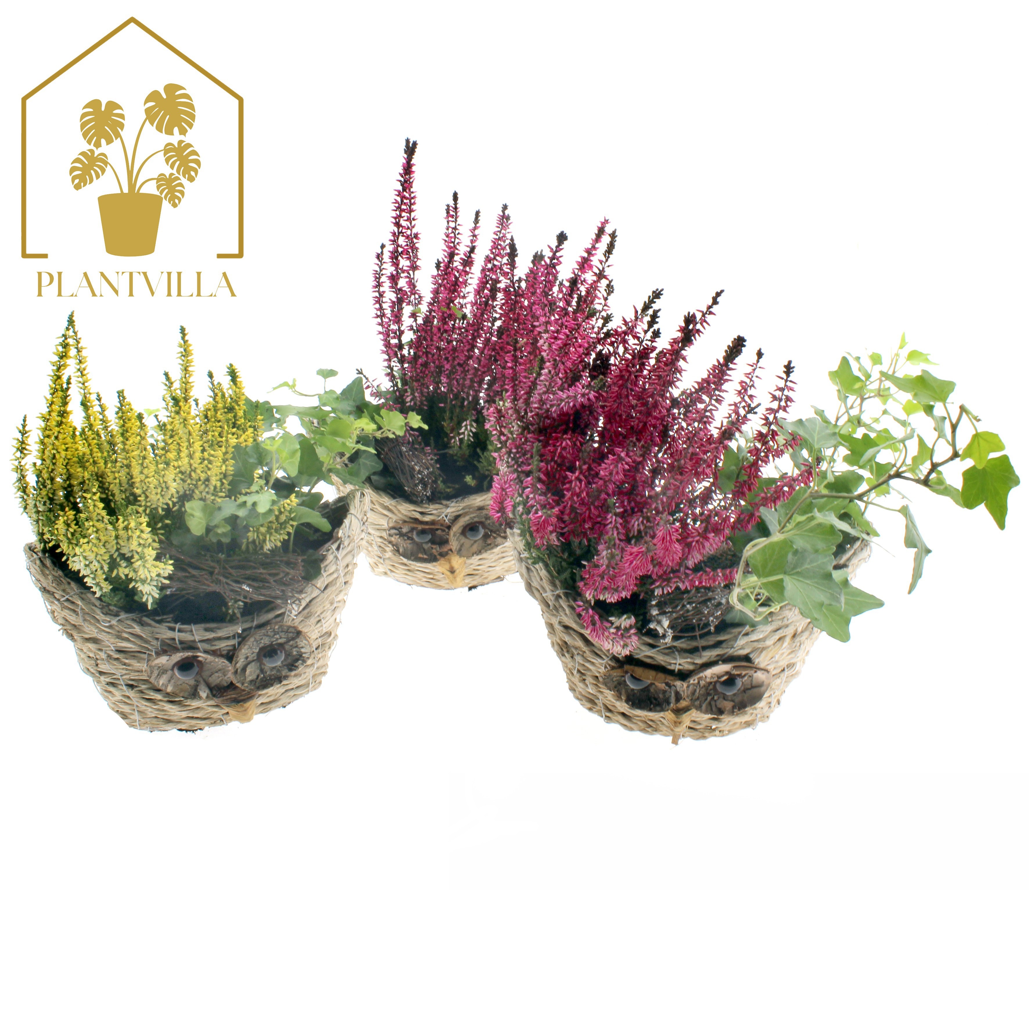 Arr Tuinplanten 21P 30cm 23bloei