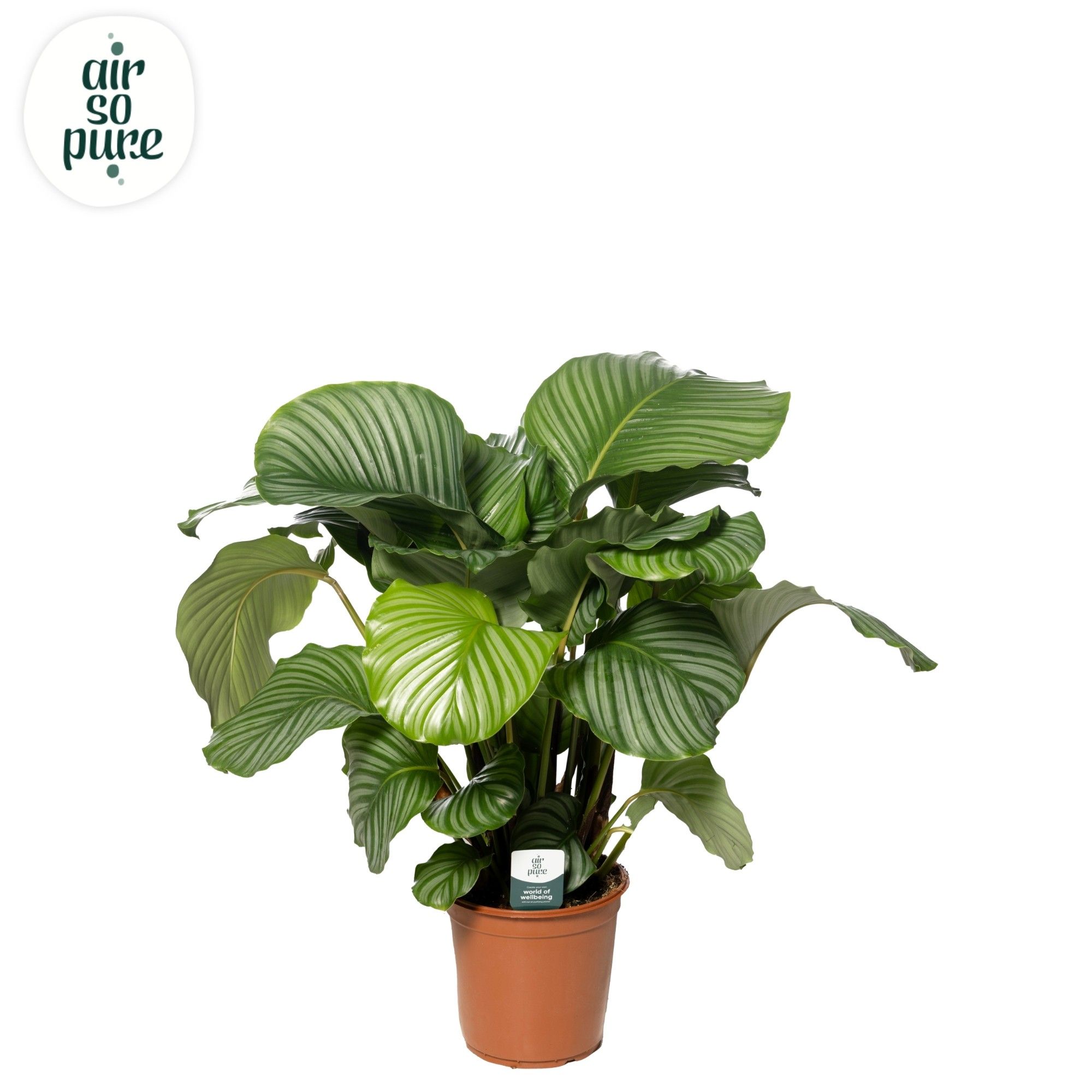 dracaena lemon surprise Dracaena ‘Lemon Surprise’ 6