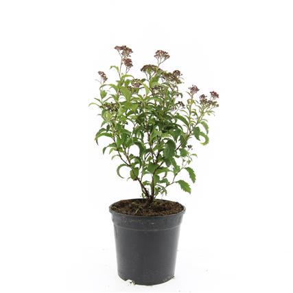 Picture of Spiraea jap. Crispa P14