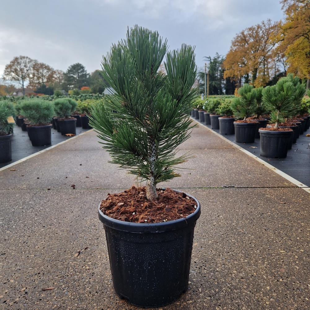 Picture of Pinus leucodermis Malinki C8 35/40 (LOOSE)