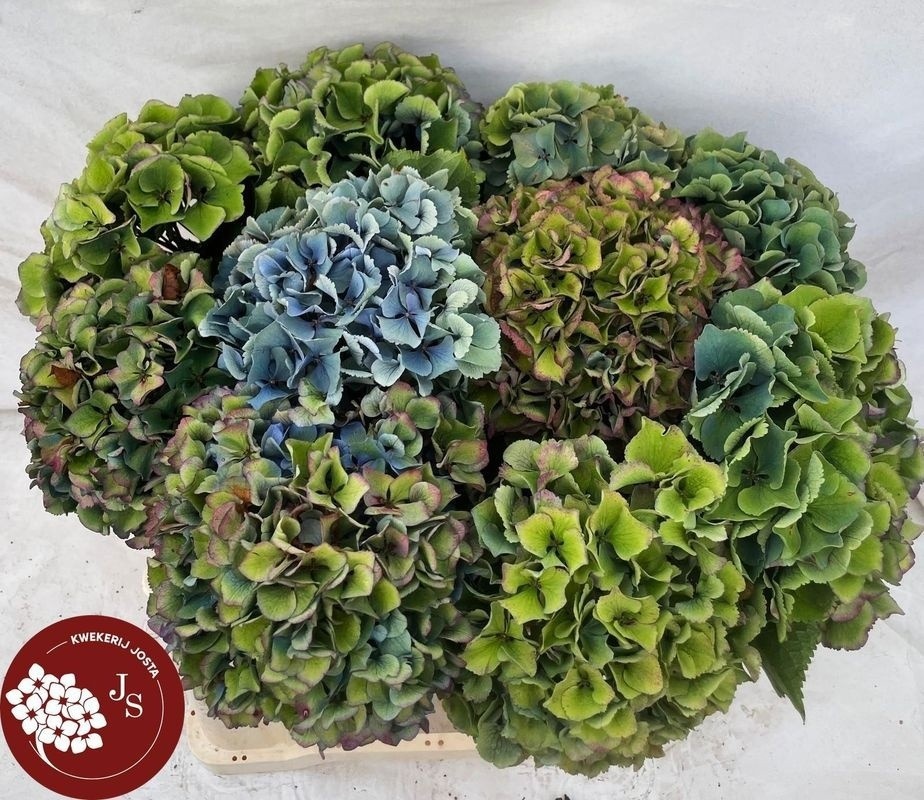 Hydrangea Royal Parade Classic 50cm 18Ø