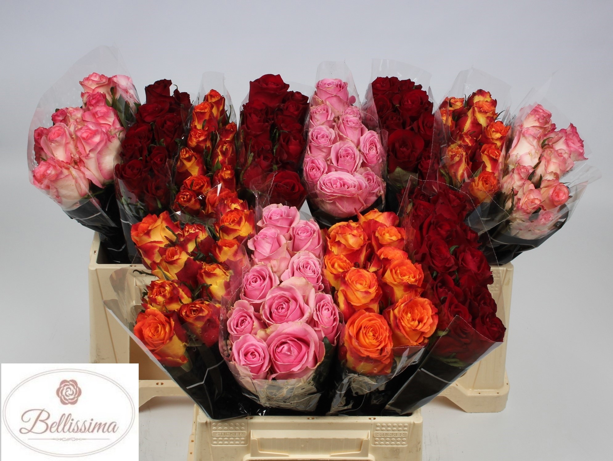 Rosa Mixed In Bucket 40cm