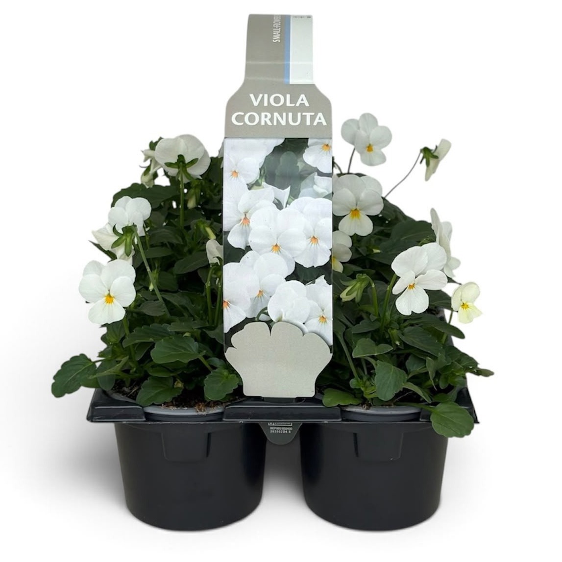 Viola Sixpack Viola Cornuta White