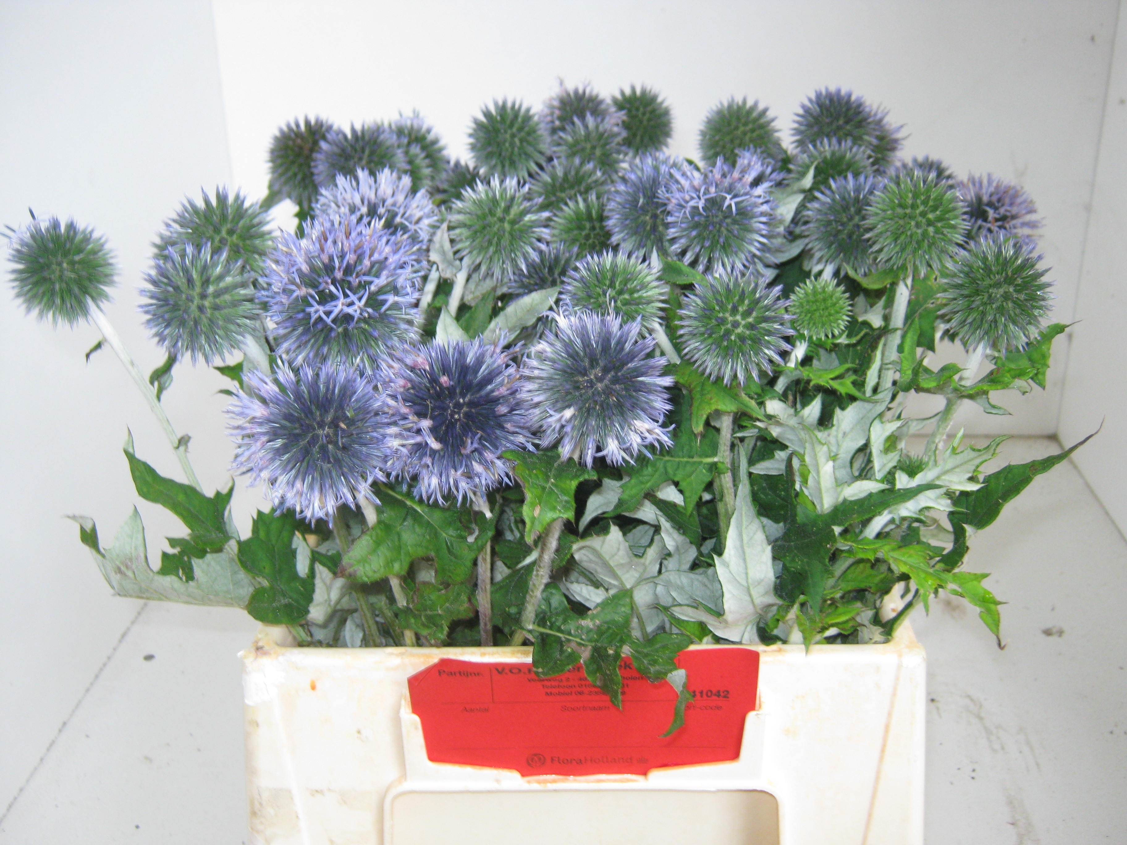 Echinops Blue Globe 30cm