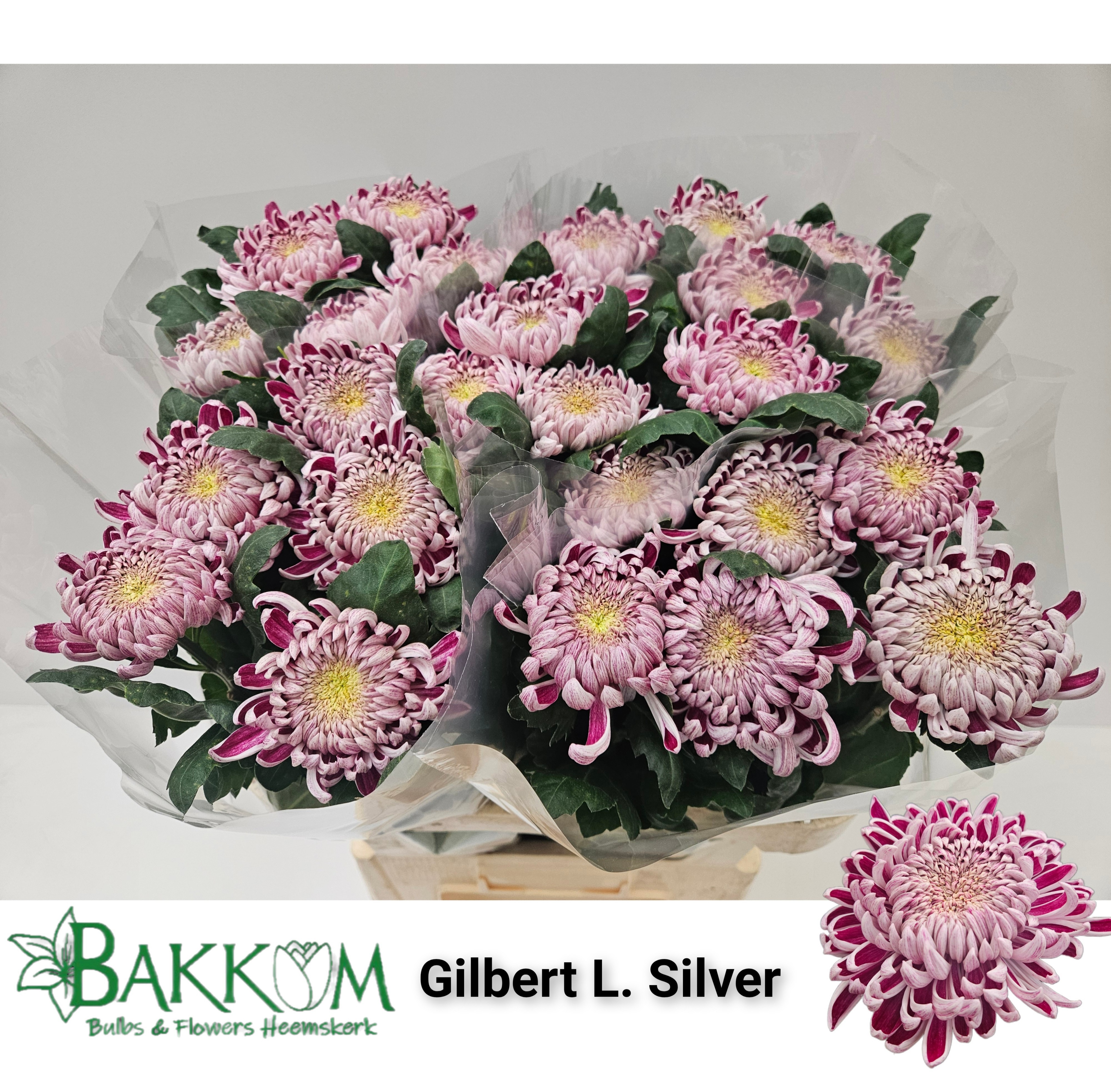 Chrys Single Gilbert Silver 80cm 110gram