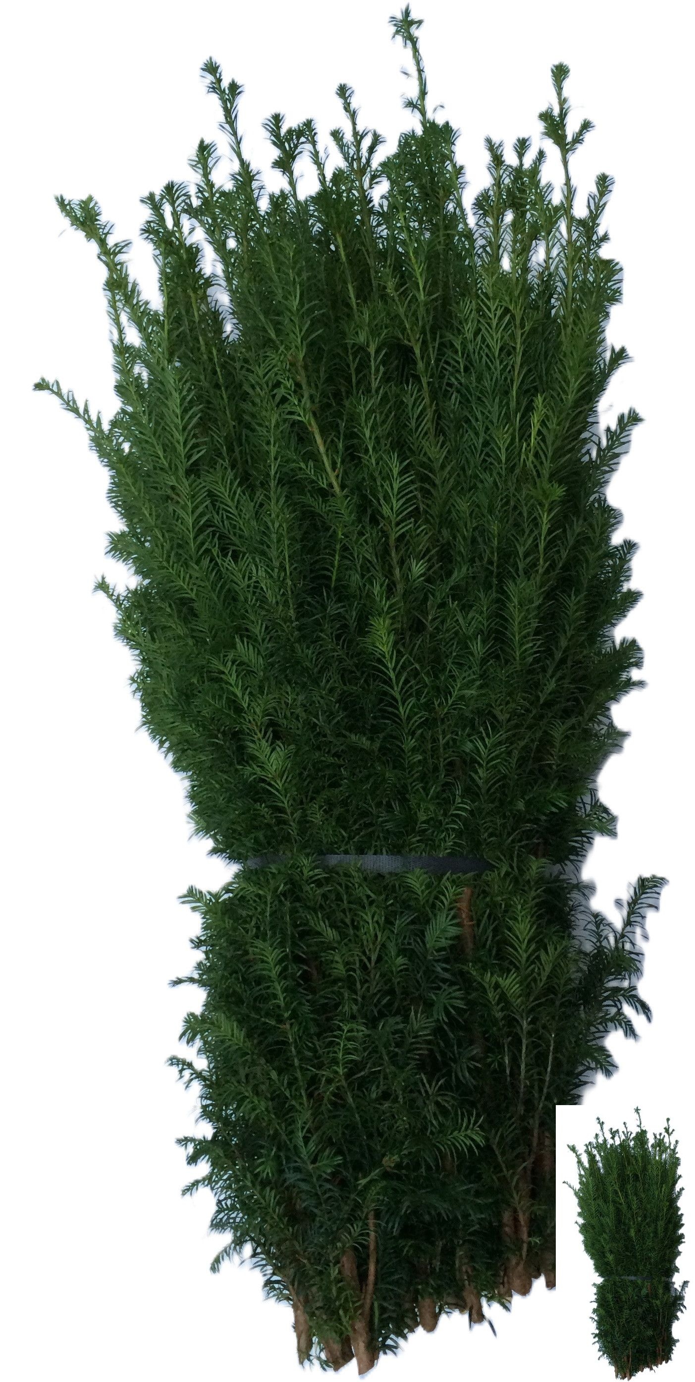 Taxus B Fas Kg 70cm 984gram