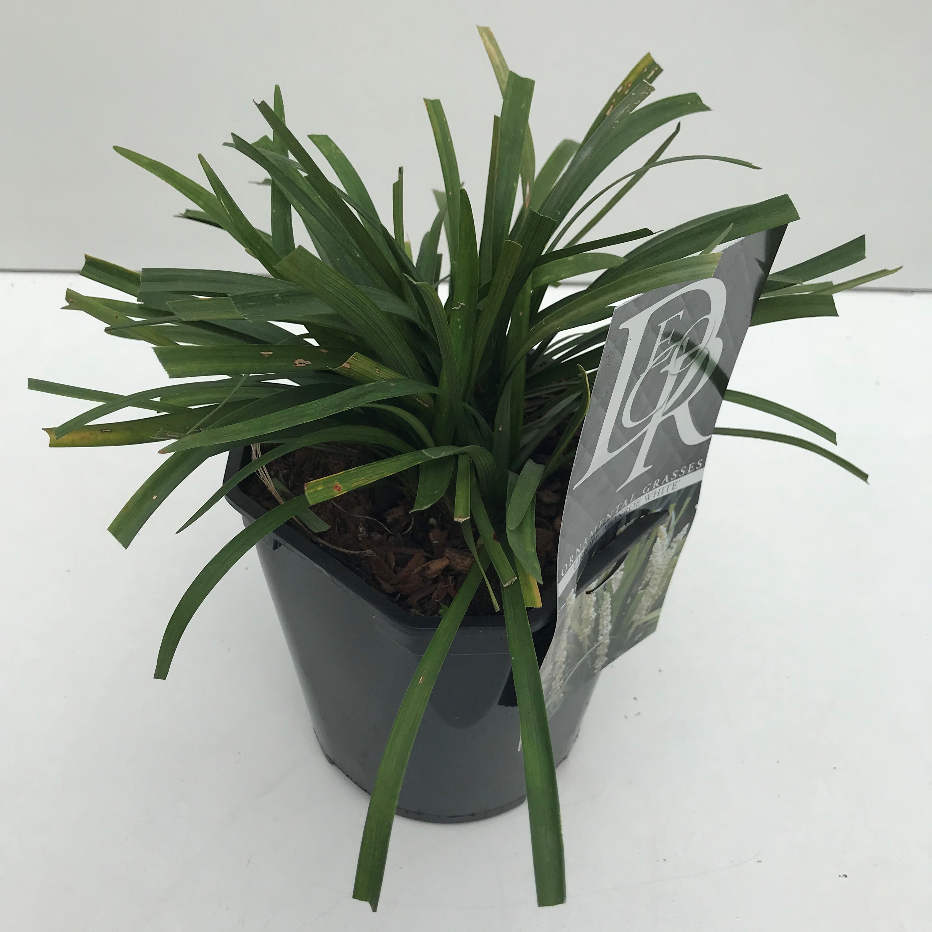 Picture of Liriope Monroe White P17 (2 Ltr) Square