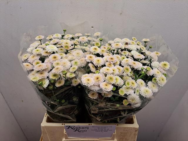 Chrysant Santini Calim White 40cm 650Ø