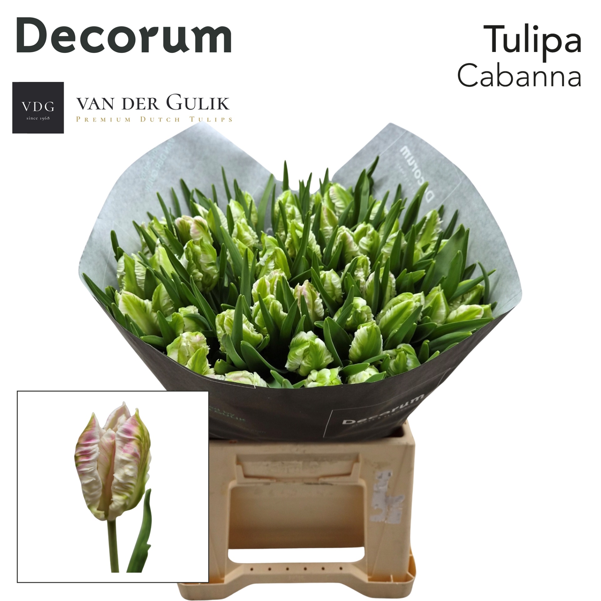 Tulipa Parrot Cabanna 42cm 40gram