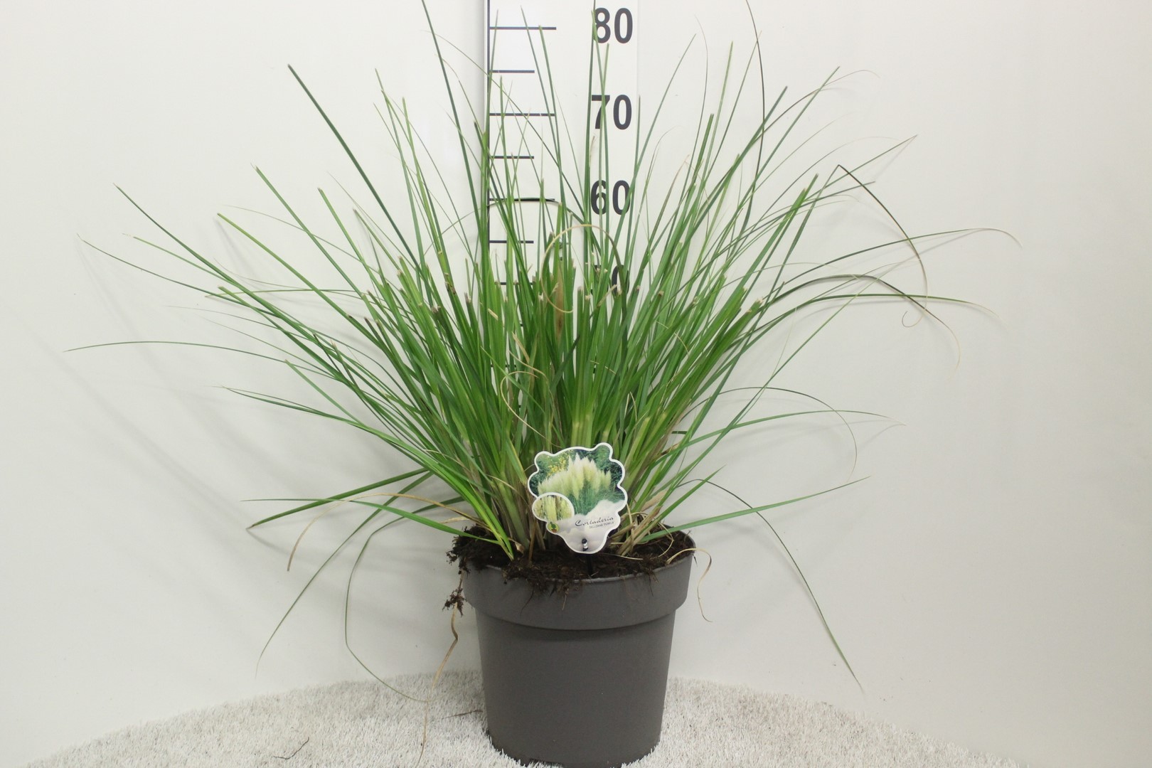 Picture of Cortaderia selloana Pumila P29 (10 Ltr) (LOOSE)