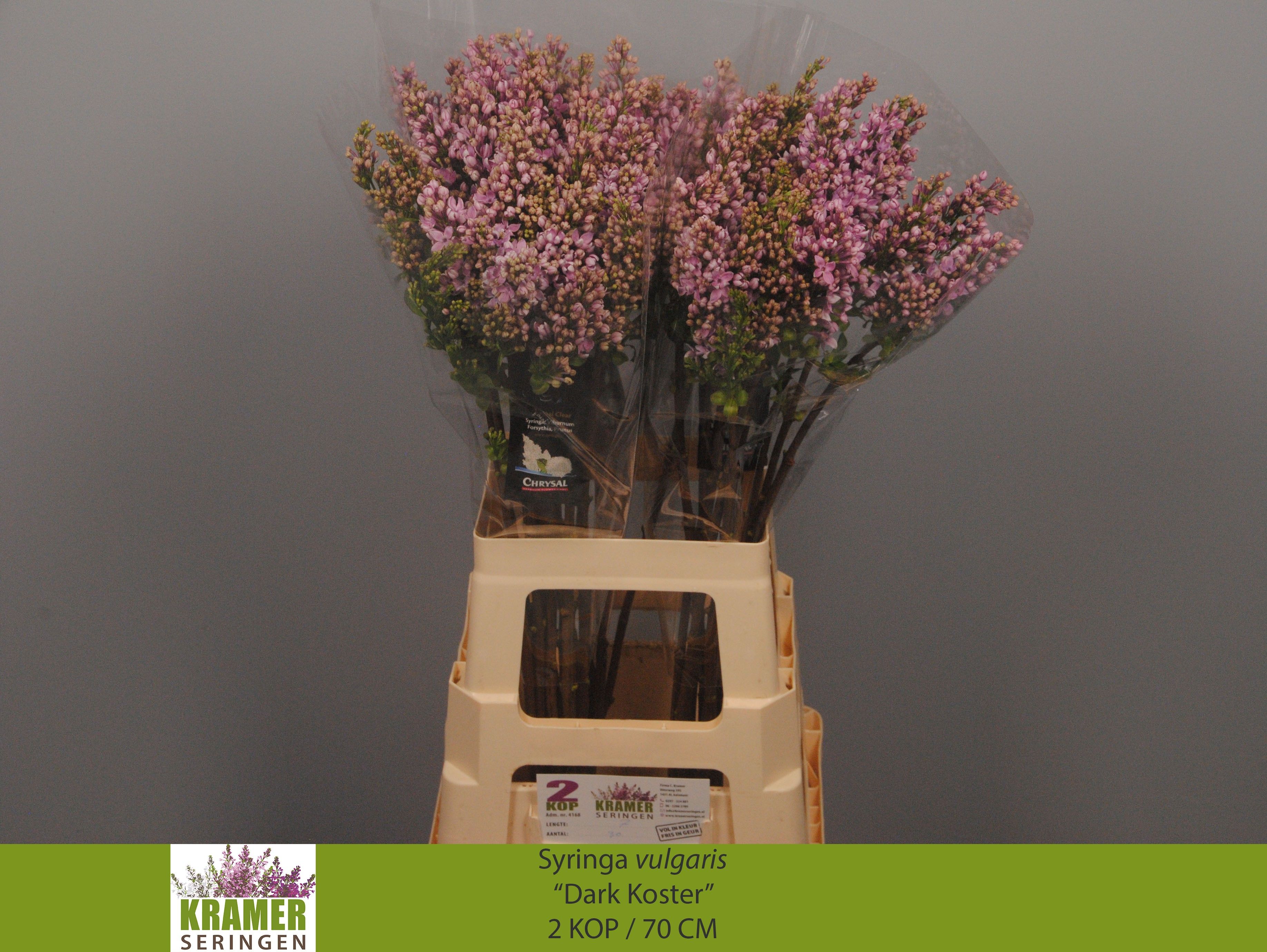 Lilac Dark Koster 70cm 2