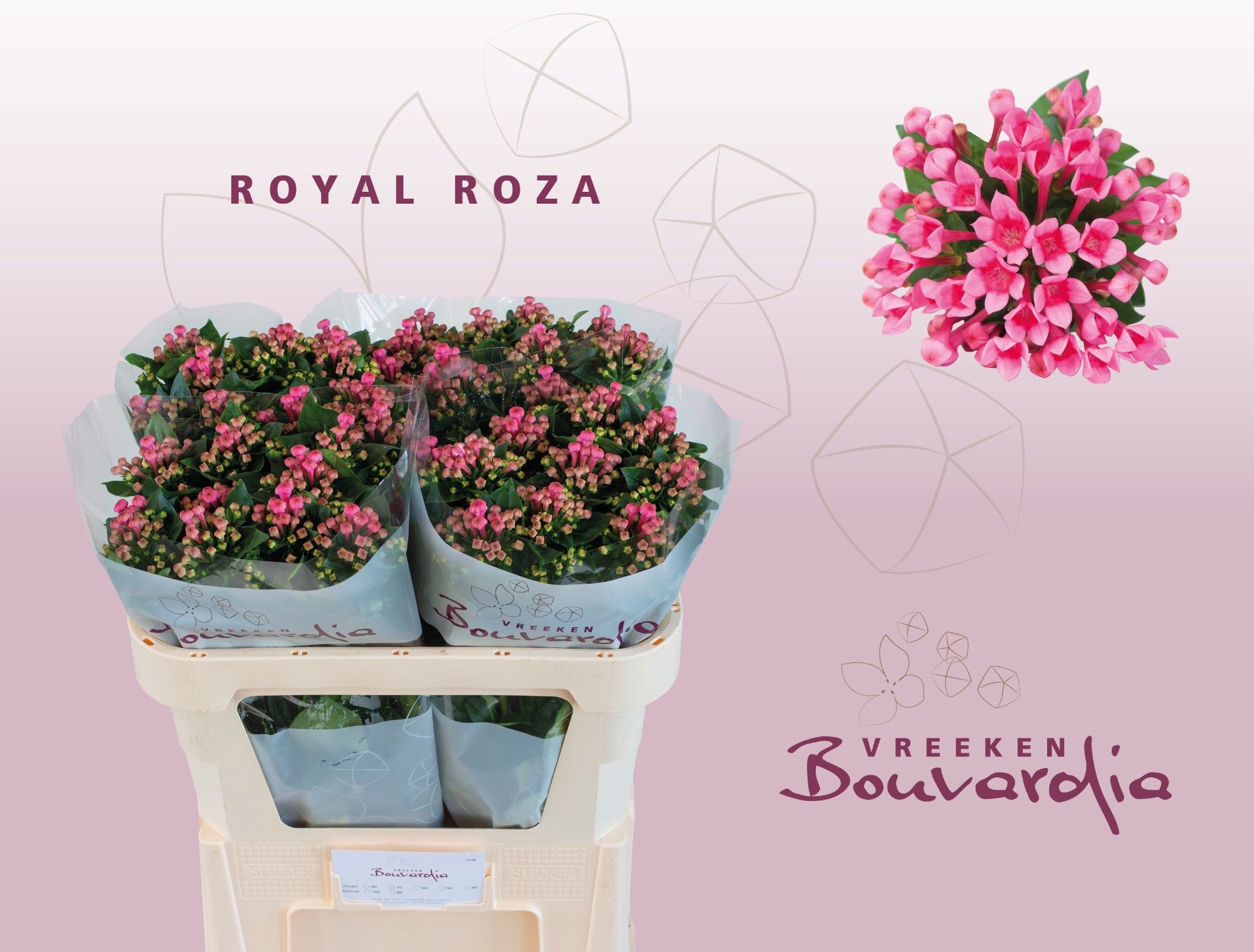 Bouvardia Single Royal Roza 70cm