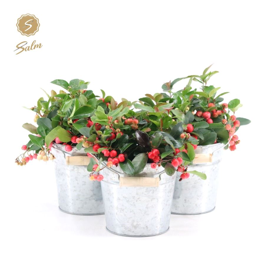 Picture of Gaultheria pr. 'Big Berry'® P12 in Zinc Old-Look