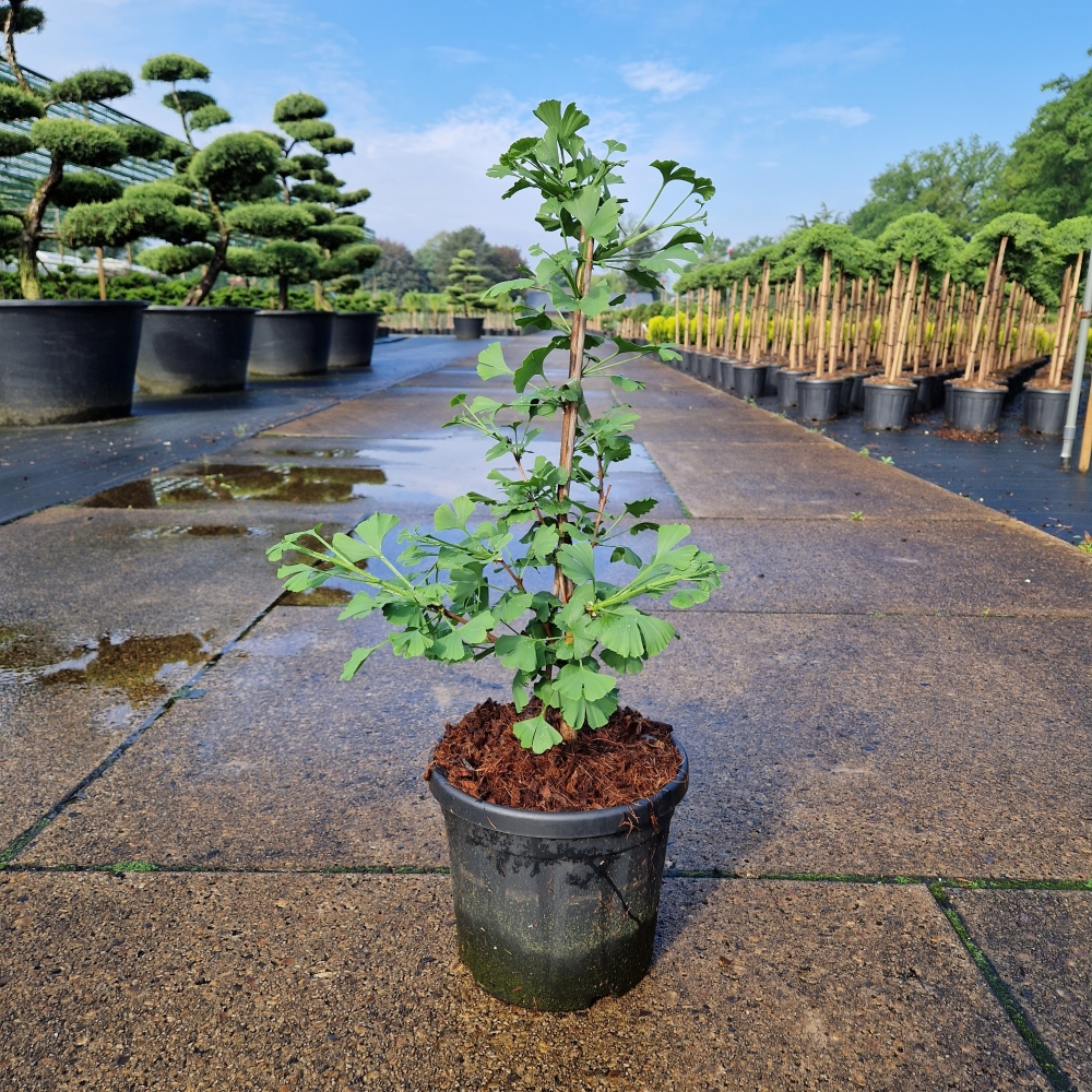 Picture of Ginkgo biloba Little Emperor C6 40/50