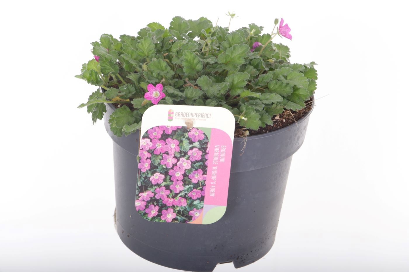 Erodium variabile 'Bishop's Form'