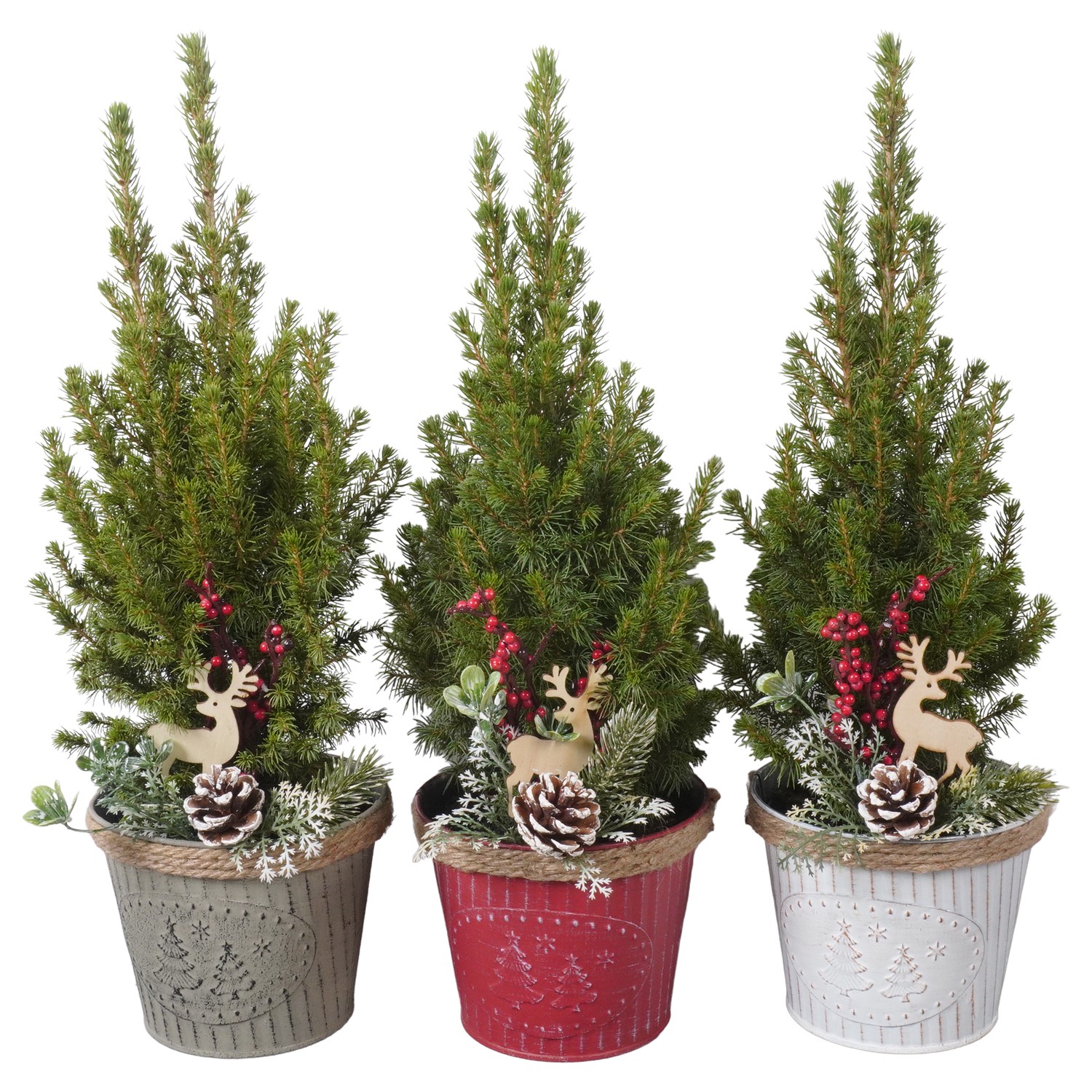 Picture of PTK24454 Picea Conica Perfecta in zinc pot decoration P13 45cm