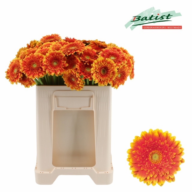 Gerbera Mini Franky