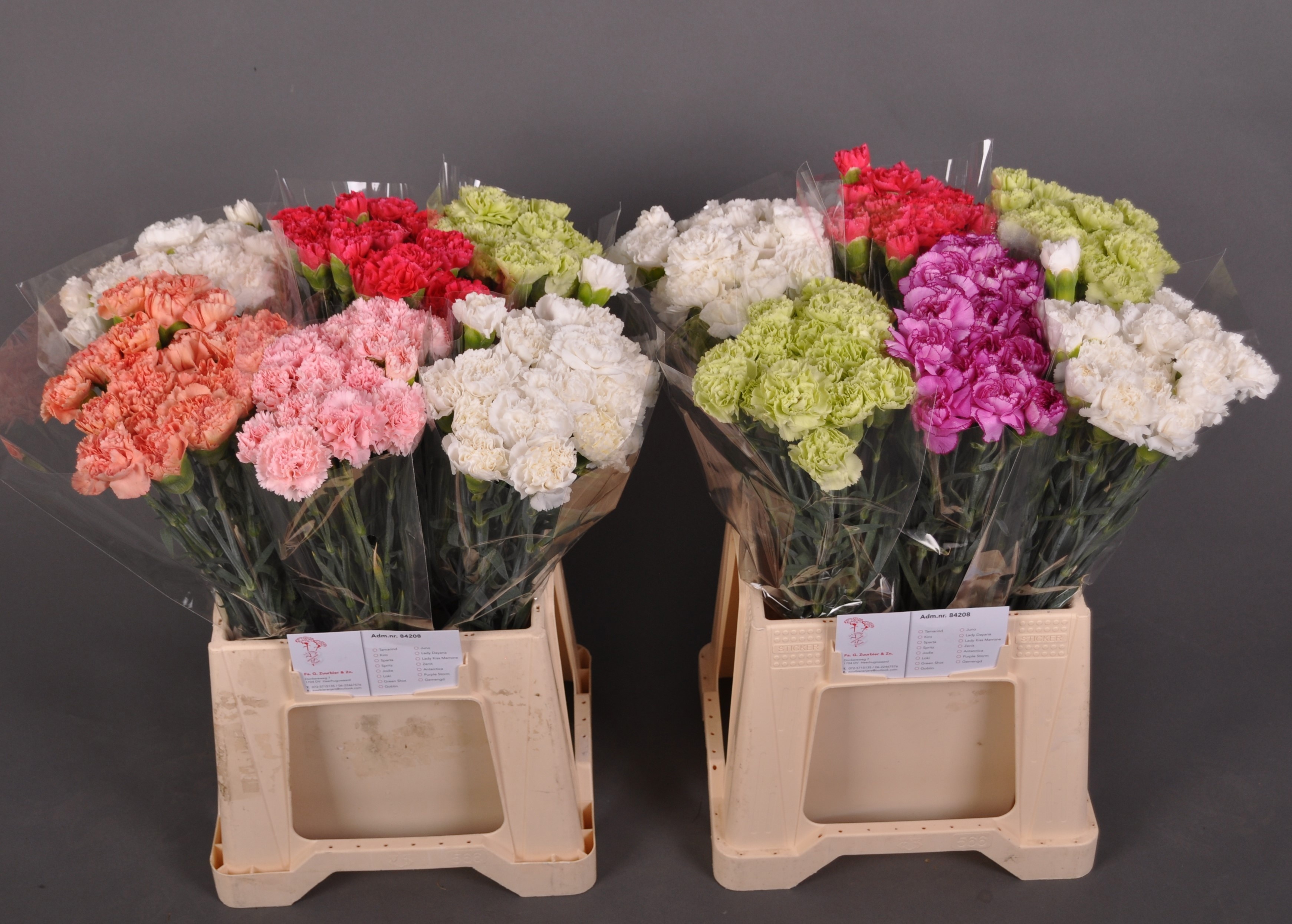 Dianthus St Mixed In Bucket 45cm