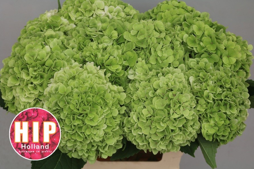 Hydrangea Cannonball Classic 60cm 20Ø