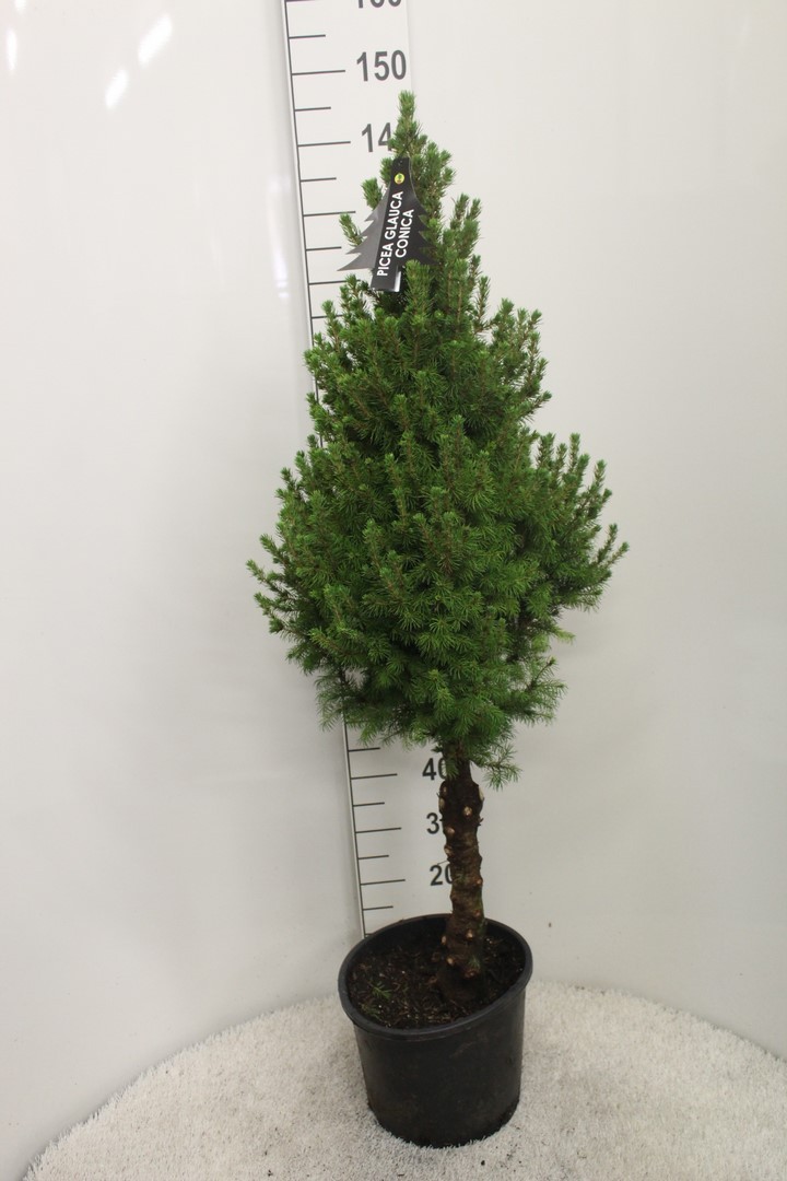 Picture of Picea glauca Conica P33 140/160-POTTED (LOOSE)