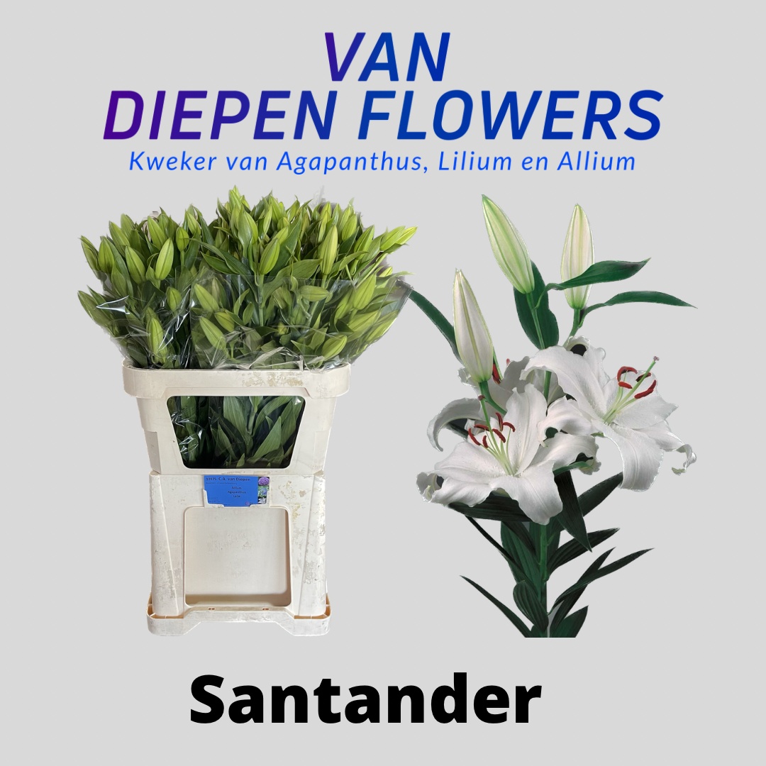 Li Or Santander