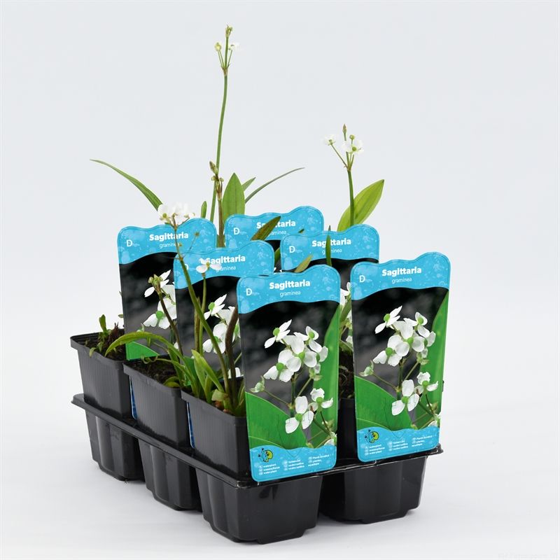 Sagittaria graminea
