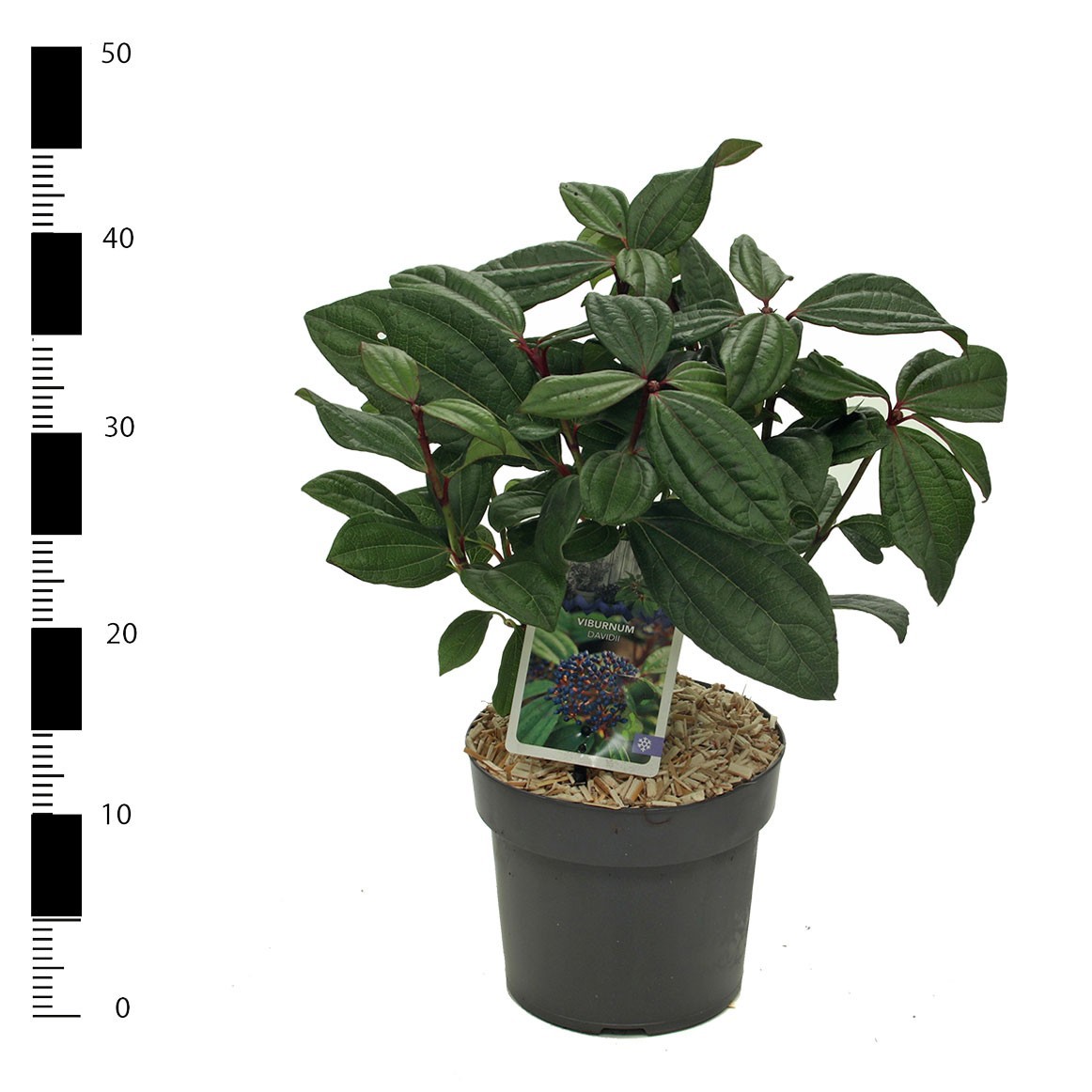 Picture of Viburnum davidii