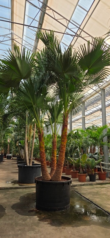Livistona chinensis 3 pp