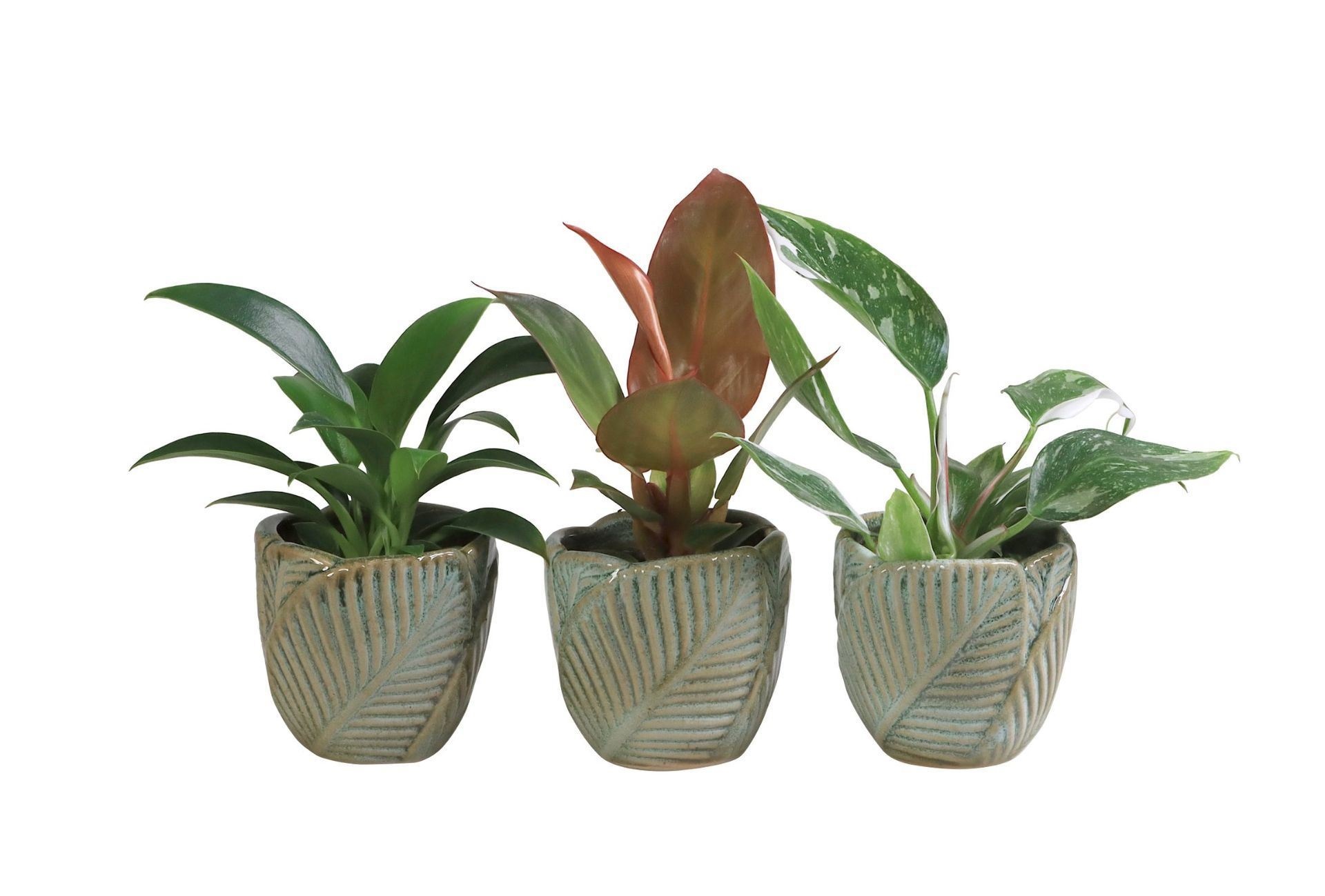 Philodendron L 65963 with Philodendron Mix