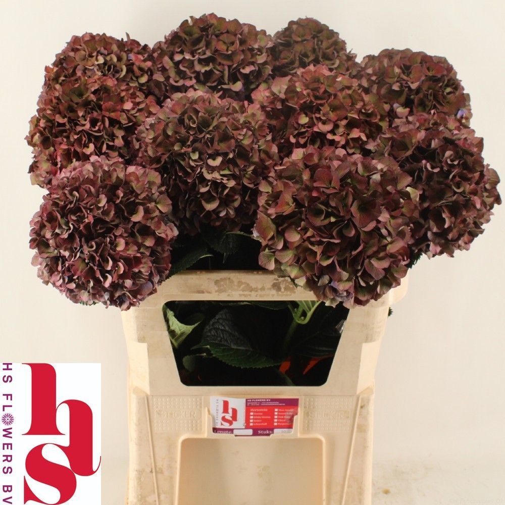 Hydrangea Ruby Pink Classic 80cm 22Ø